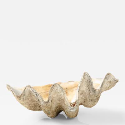 Exceptionally Large Antique Tridacna Gigas Giant Clam Shell Pacific Ocean