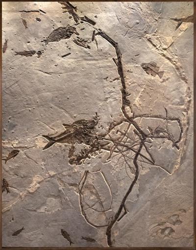 FOSSIL FISH AND PLANT MURAL 5001GM