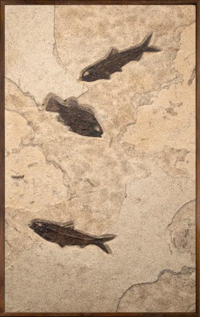 FOSSIL FISH MURAL 1478MM