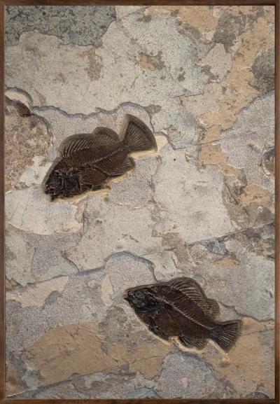 FOSSIL FISH MURAL 2800MM