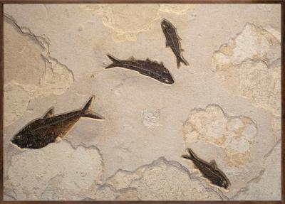 FOSSIL FISH MURAL 2801MM