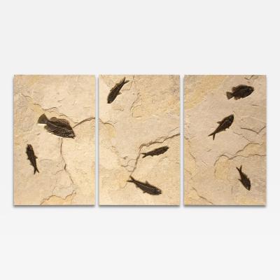 FOSSIL FISH MURAL 4324ABC