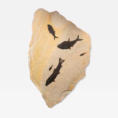 FOSSIL FISH MURAL 5611GM