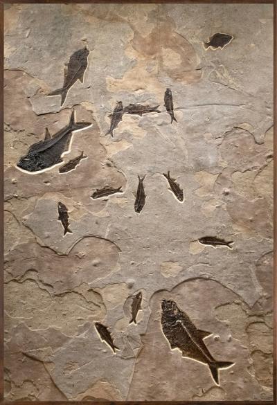 FOSSIL FISH MURAL 6003GM