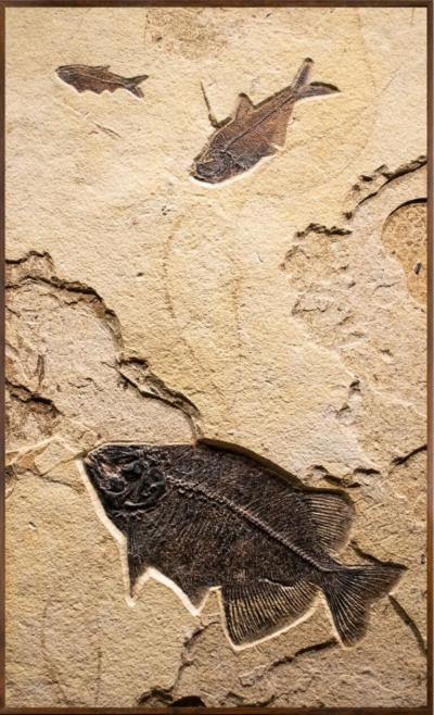 FOSSIL FISH MURAL 8341AM