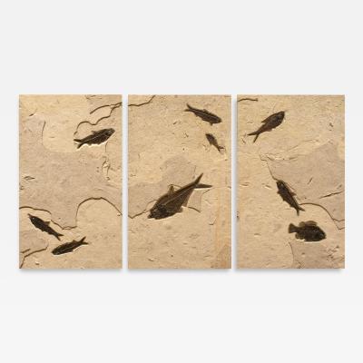 FOSSIL FISH TRIPTYCH MURAL 4320ABC