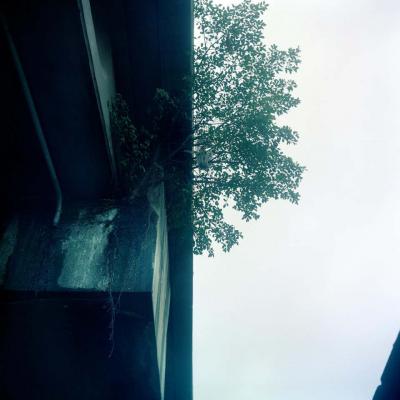 Felipe Varanda Contemporary Photography Esp cimes Vegetais by Felipe Varanda Limited Edition