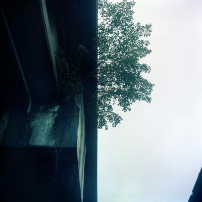 Felipe Varanda Contemporary Photography Esp cimes Vegetais by Felipe Varanda Limited Edition