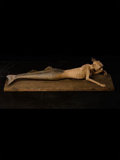 Fidji Mermaid Atlantis