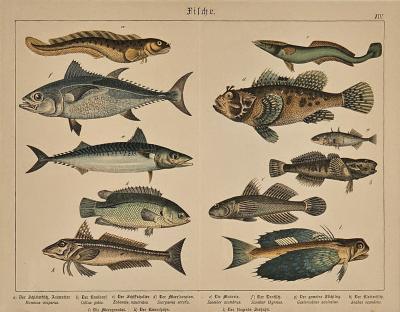 Fish Engraving Germany circa 1880