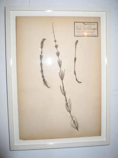 Five French Dried Pressed and Framed Botanical Specimens