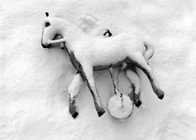 Flor Gardu o Little Horse in Snow Caballito en la nieve Switzerland