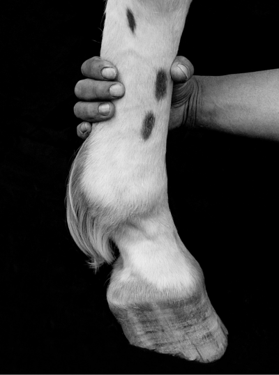 Flor Gardu o Paw with Hand Pata con mano USA 1993