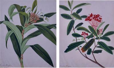Flowering Plant Paintings A Pair of Framed Original Botanical Watercolors