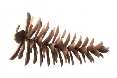Floyd Elzinga Pinecone 25 317