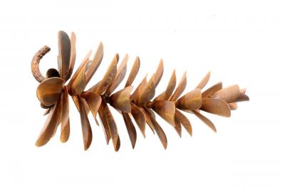 Floyd Elzinga Pinecone 25 439