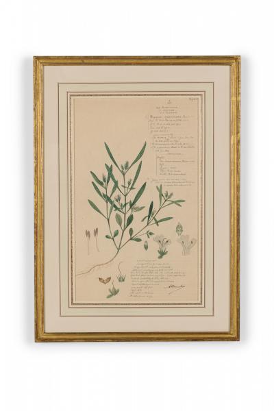Framed American Victorian Watercolor Botanical Drawing Rungia Parviflora 