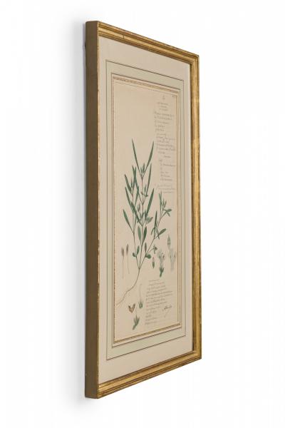 Framed American Victorian Watercolor Botanical Drawing Rungia Parviflora 