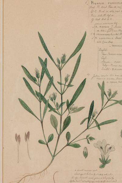 Framed American Victorian Watercolor Botanical Drawing Rungia Parviflora 