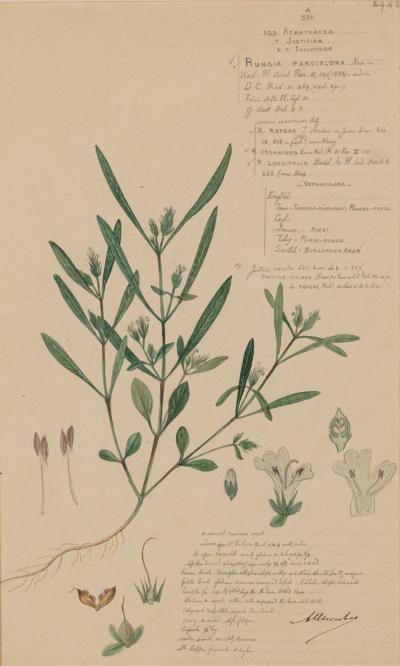 Framed American Victorian Watercolor Botanical Drawing Rungia Parviflora 