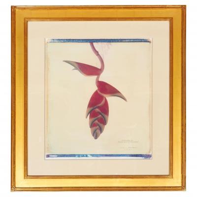 Framed Botanical Print By Linda L Broadfoot