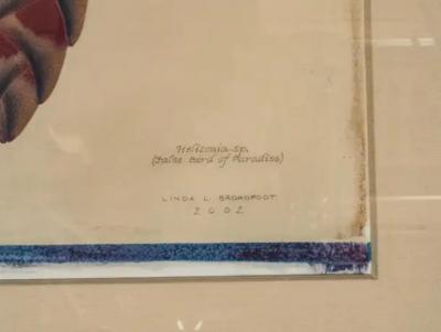Framed Botanical Print By Linda L Broadfoot