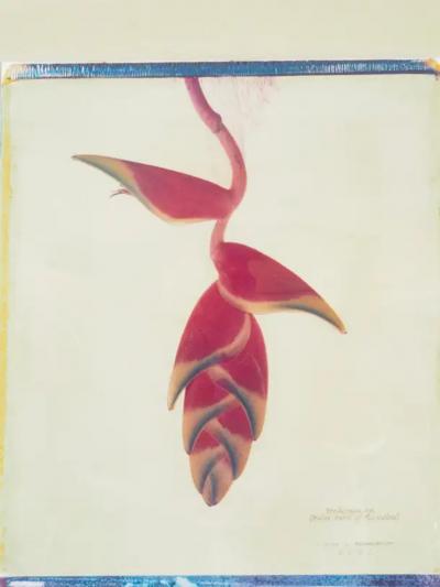 Framed Botanical Print By Linda L Broadfoot