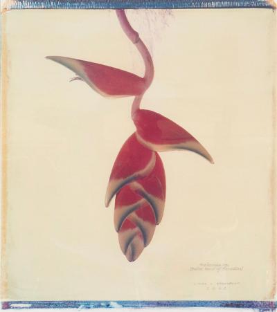Framed Botanical Print By Linda L Broadfoot