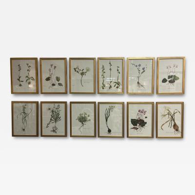 Framed Botanicals by Niki Goulandris 12 available