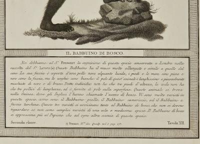 Framed Engraving Il Bobbuino di Bosco Italy circa 1812