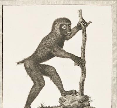 Framed Engraving Il Bobbuino di Bosco Italy circa 1812