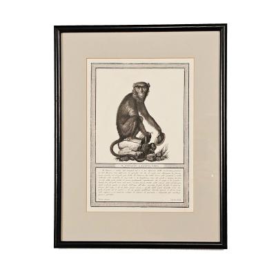 Framed Engraving Il Patasso a Fascia Nera Italy circa 1812
