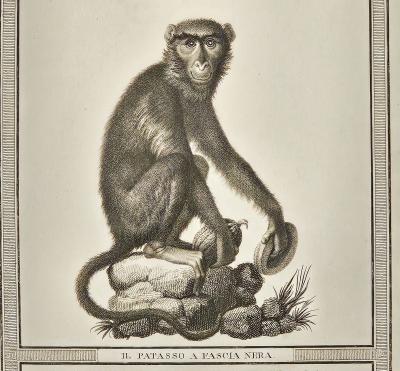 Framed Engraving Il Patasso a Fascia Nera Italy circa 1812