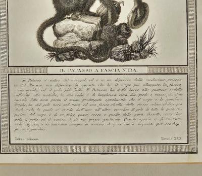 Framed Engraving Il Patasso a Fascia Nera Italy circa 1812