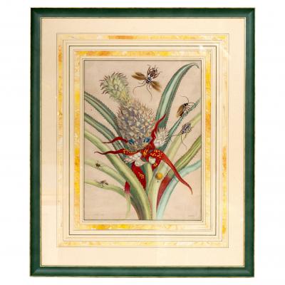 Framed Hand Colored Engraving Of Pineapple And Insects By Maria Sybella Meriam