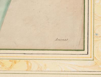 Framed Hand Colored Engraving Of Pineapple And Insects By Maria Sybella Meriam