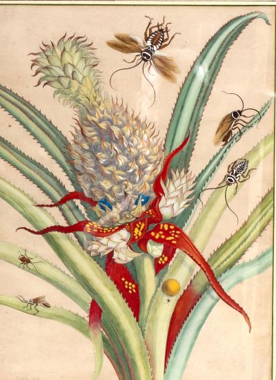 Framed Hand Colored Engraving Of Pineapple And Insects By Maria Sybella Meriam