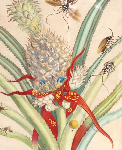 Framed Hand Colored Engraving Of Pineapple And Insects By Maria Sybella Meriam