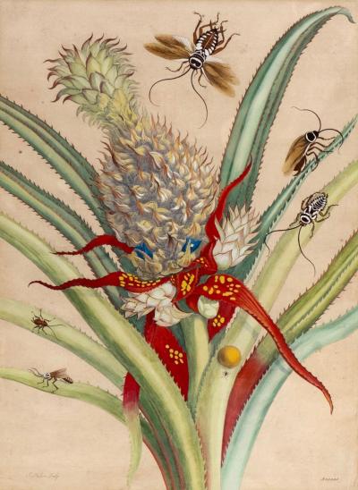 Framed Hand Colored Engraving Of Pineapple And Insects By Maria Sybella Meriam