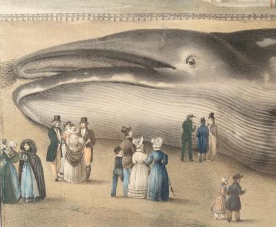 Framed Print Of A Fin Whale
