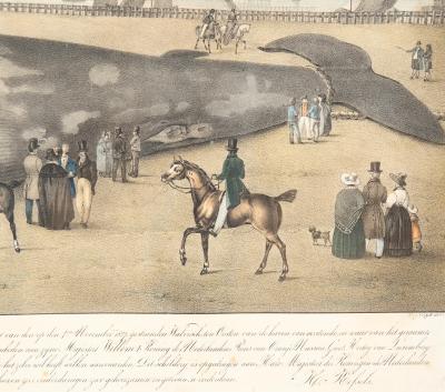 Framed Print Of A Fin Whale