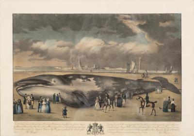 Framed Print Of A Fin Whale