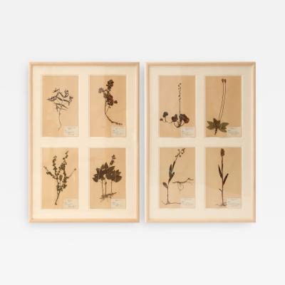 Framed Set of Four Herbaria