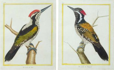 Fran ois Nicolas Martinet Pair of Ornithological Engravings by Fran ois Nicolas Martinet