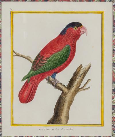 Francois Nicholas Martinet Francois Nicolas Martinet Pair Framed Parrot Engravings