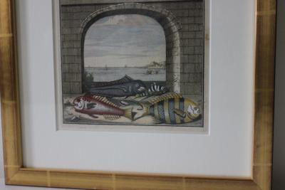 Francois Valentijns Fish Seashore