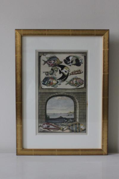 Francois Valentijns Fish Seashore