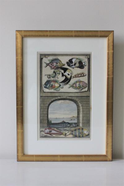 Francois Valentijns Fish Seashore