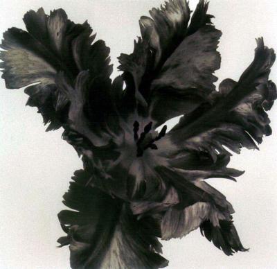 Frederic Ohringer Parrot Tulip