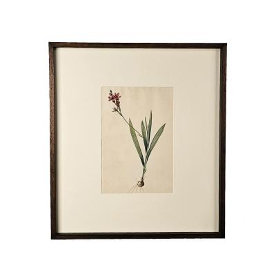 French Botanical Illustration 19th century
